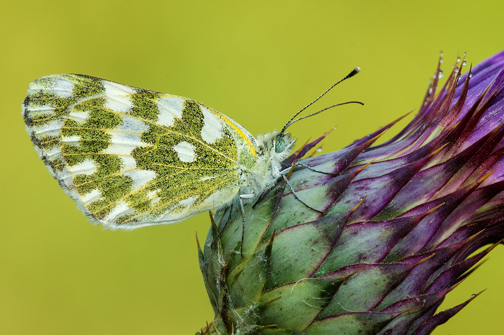 Farfalla n 1 - Pontia edusa